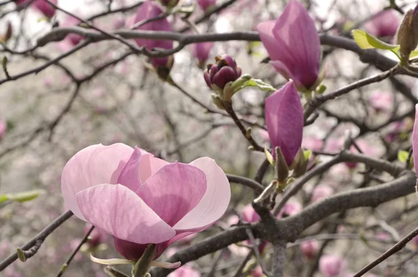 Magnolia flower — Stock Photo, Image