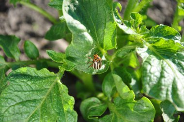 Colorado böceği patates yaprağında