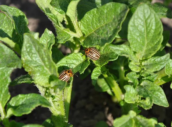 Due scarafaggi del Colorado sulla foglia di patata — Foto Stock