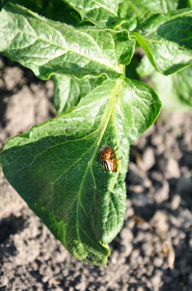 Colorado beetle in a hole of potato leaf — Stock Photo, Image