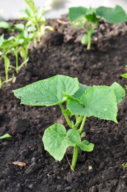 Genç salatalık kara toprağa kök