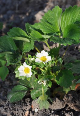 kök üzerinde iki çilek çiçekler