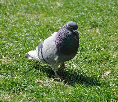 Şehir güvercini çim