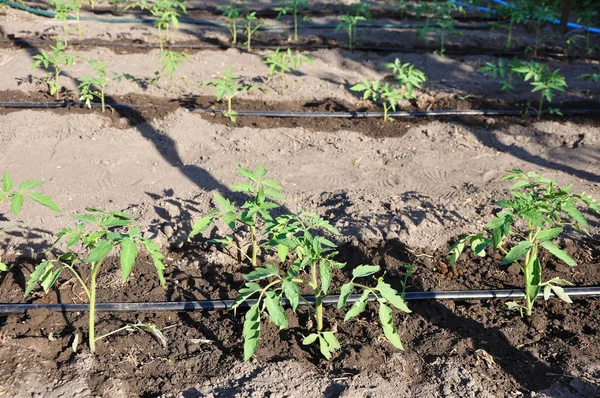 Watering young tomato plant in open soil — Stock Photo, Image