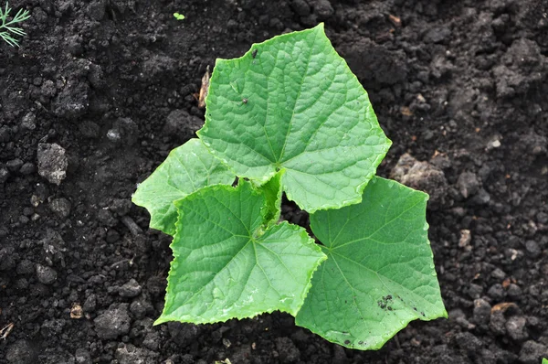 Young cucumber stem in black earth — Stock Photo, Image