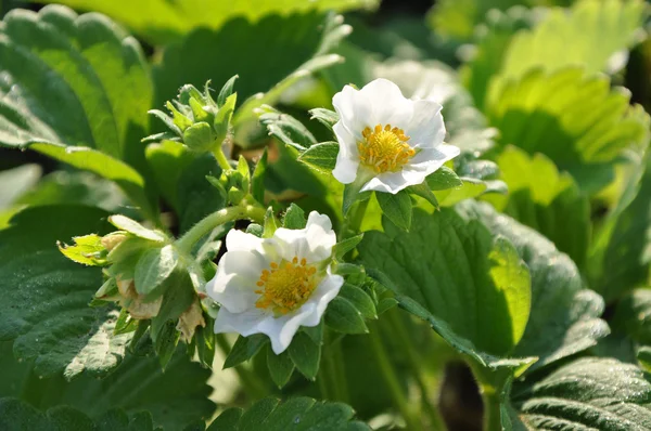 Dua strawberry bunga di batang — Stok Foto