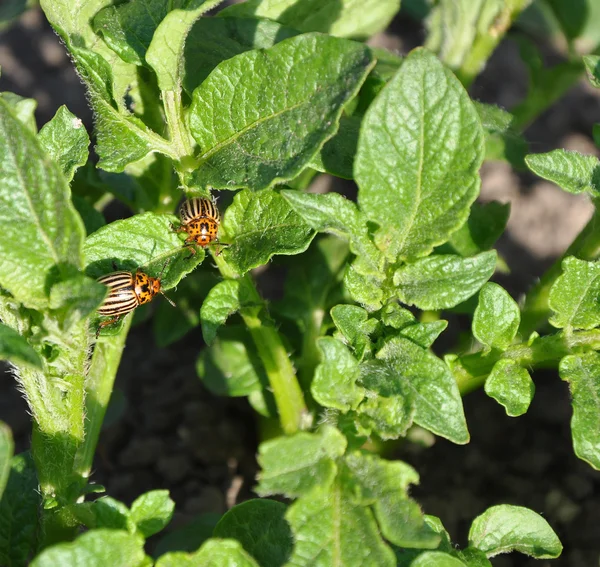 Coitus of two Colorado beetles on potato bush — Stock Photo, Image