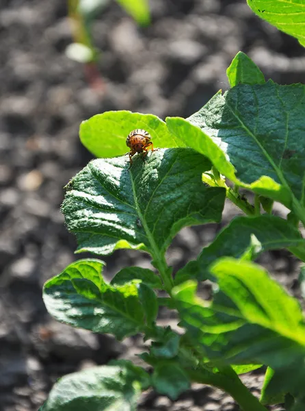 Colorado beetle on potato leaf — Stock Photo, Image