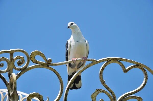 Белый голубь, сидящий на выкованном сердце, вздыхает — стоковое фото