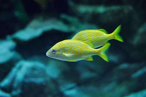 Gruñido de rayas azules en aguas tropicales — Foto de Stock