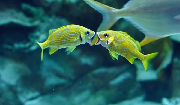 Two Blue stripe grunts yelling in tropical waters — Stock Photo, Image