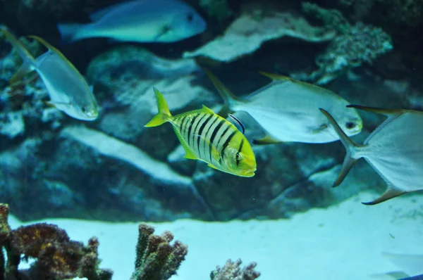 Yellow and black striped fish in salwater aquarium — Stock Photo, Image