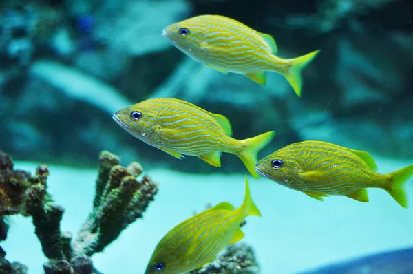 Blue stripe grunts in tropical waters — Stock Photo, Image