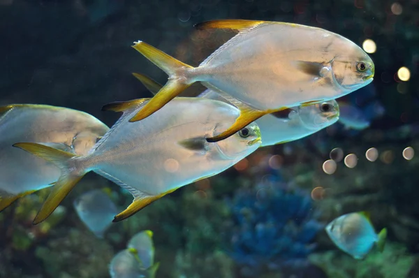 Hejno ryb, podobně jako platax nebo pomfret v salwater akváriu — Stock fotografie