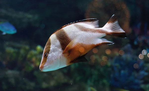 Peces de rayas blancas y marrones en acuario de agua salada — Foto de Stock