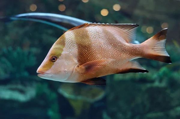 Peces de rayas blancas y marrones en acuario de agua salada —  Fotos de Stock