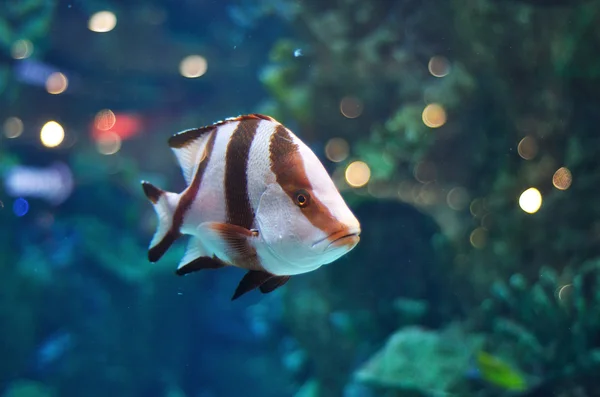 Peixes listrados brancos e marrons em aquário de água salgada — Fotografia de Stock