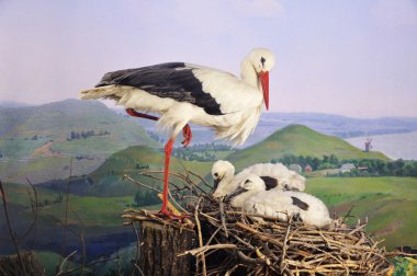 Aptallar leylek ailesinin ve boyalı arka plan