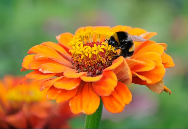 Humla på blomman av zinnia — Stockfoto