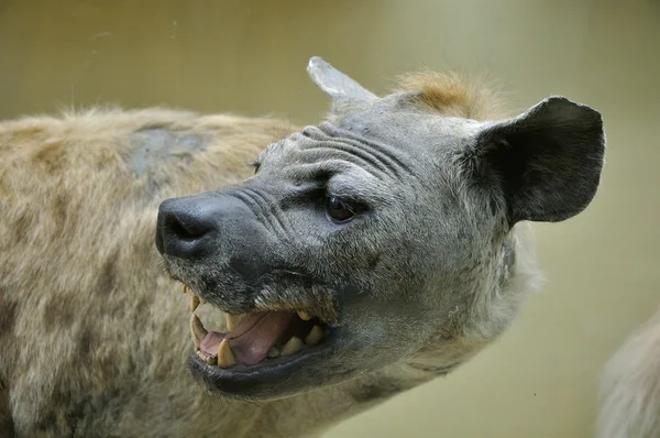 Dummy de hiena africana — Fotografia de Stock