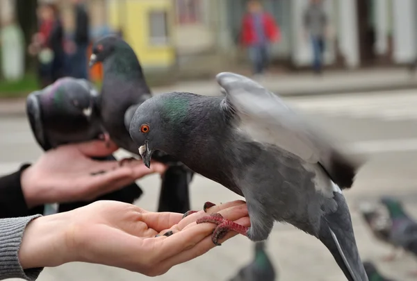 Stadttaube sitzt auf der Hand der Frau — Stockfoto