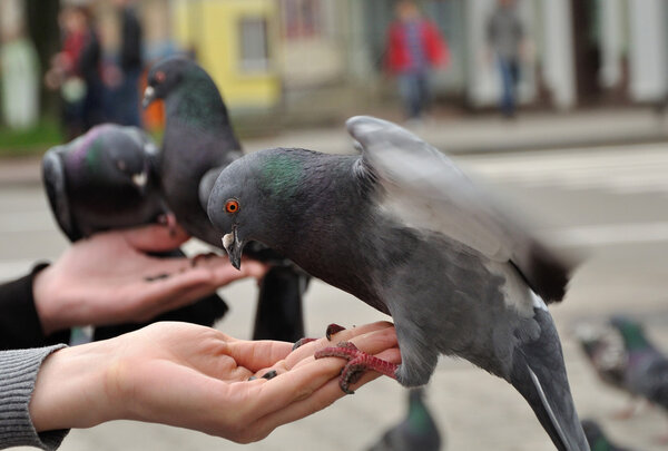 City pigeon sitting on the woman hand