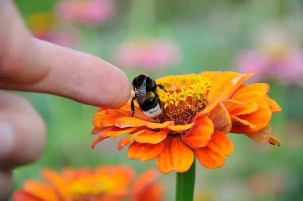 Bumblebee zinnia çiçeği üzerinde — Stok fotoğraf