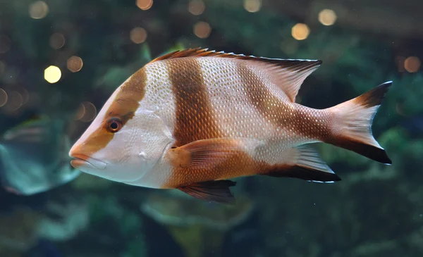 Белые и коричневые полосатые рыбы в аквариуме с морской водой — стоковое фото