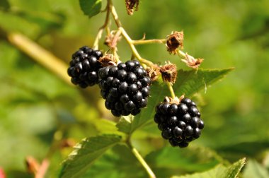 Blackberry şubesi