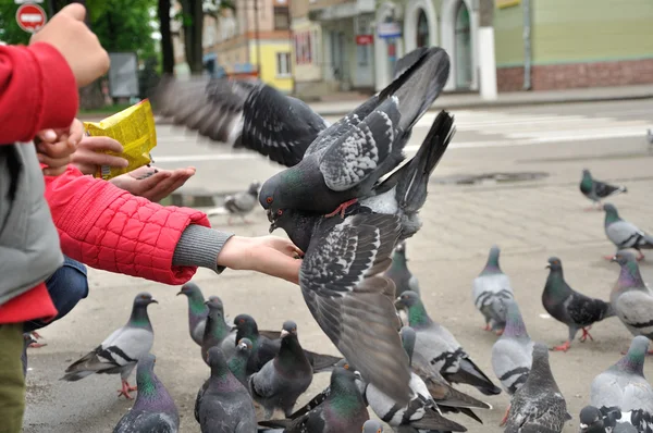 Pombo da cidade sentado na mão da mulher — Fotografia de Stock