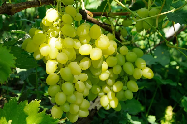 Wachsende Zweige grüner Trauben im Sonnenlicht — Stockfoto