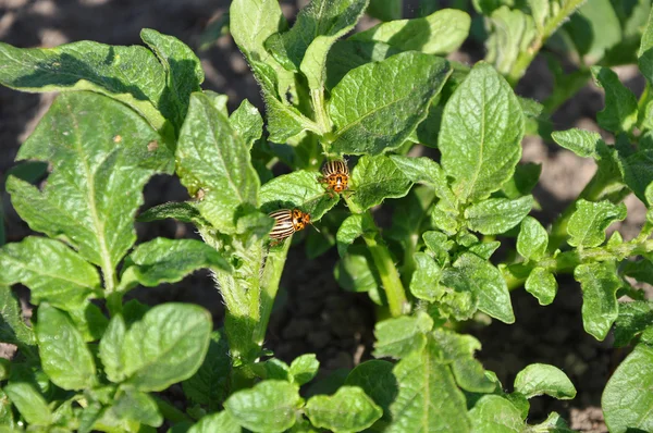 Coitus of two Colorado beetles on potato bush — Stock Photo, Image