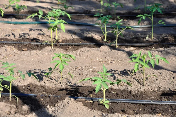 Vattna unga tomatplantor i öppen jord — Stockfoto