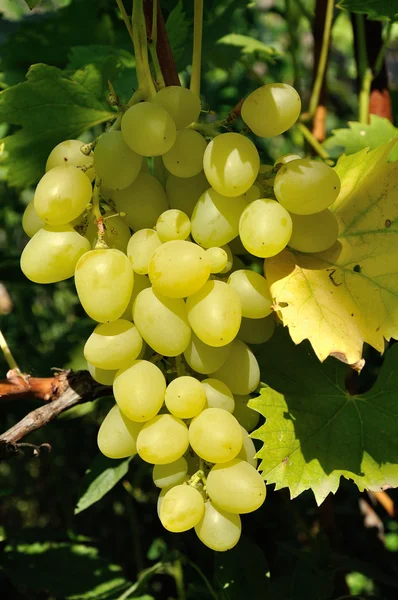 Растущая ветвь зеленого винограда в солнечном свете — стоковое фото