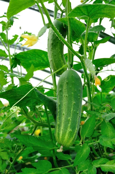 Big greeen cucumber growing in hothouse — Stock Photo, Image