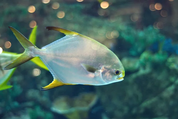 Fisk liknar platax eller pomfret i salwater akvarium — Stockfoto