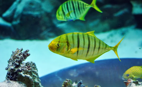 Peixes listrados amarelos e pretos em aquário de água salgada — Fotografia de Stock