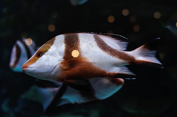 Белые и коричневые полосатые рыбы в аквариуме с морской водой — стоковое фото