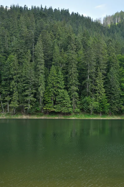 Bosque de pino verde sobre la superficie lisa del lago Synevyr — Foto de Stock