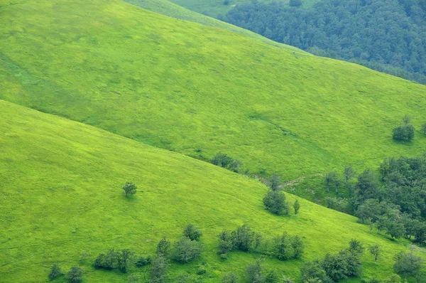 Des pentes vertes avec quelques arbres — Photo