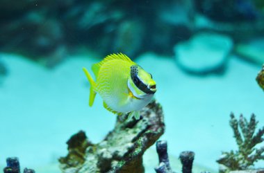 Maskeli kedisi - siganus puellus