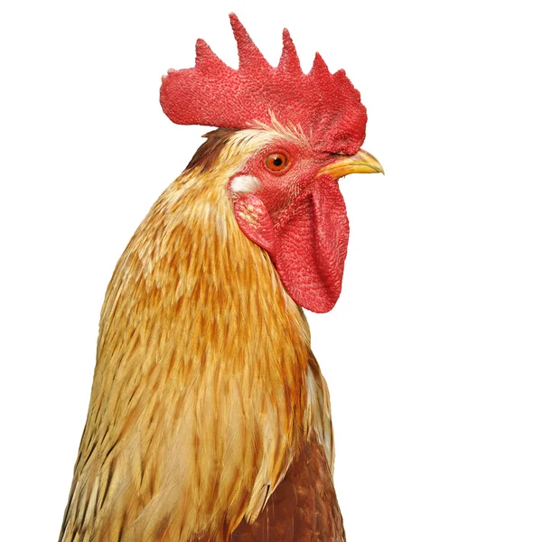 Neck and head bright rooster — Stock Photo, Image