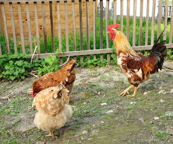 Gallo brillante y dos pollos —  Fotos de Stock