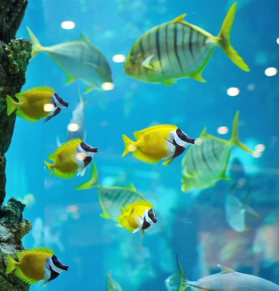 Several foxface fish — Stock Photo, Image
