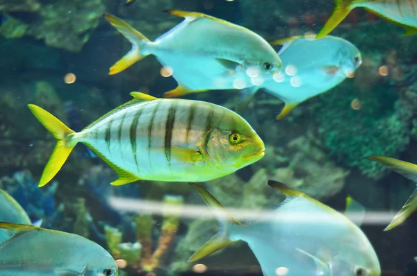 Gnathanodon された地域のアカネズミ黒魚黄色のストライプします。 — ストック写真