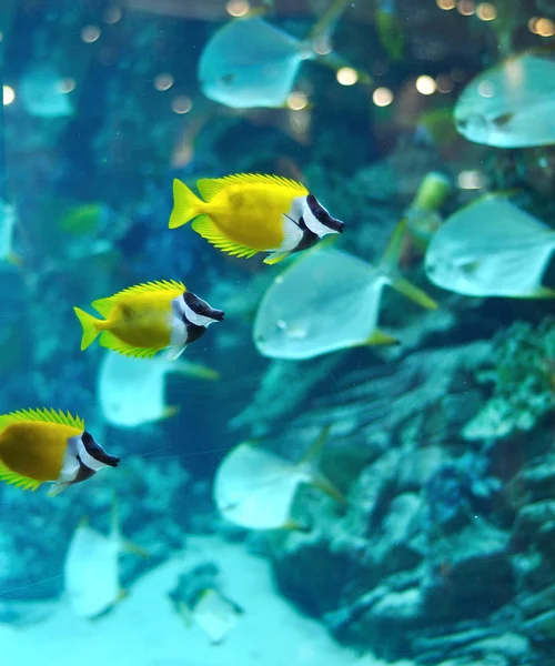Several foxface fish — Stock Photo, Image