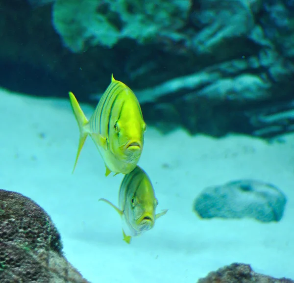 Gnathanodon speciosus černé pruhy žlutá ryba — Stock fotografie