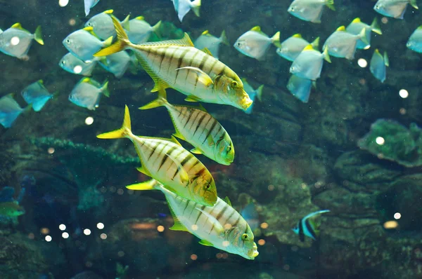 Gnathanodon 大林黑色条纹的黄色的鱼 — 图库照片