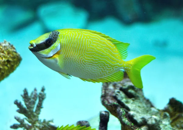 Maskované Chimaera monstrosa - siganus puellus — Stock fotografie