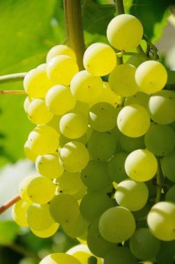 güneş ışığı yeşil üzüm büyüyen şube